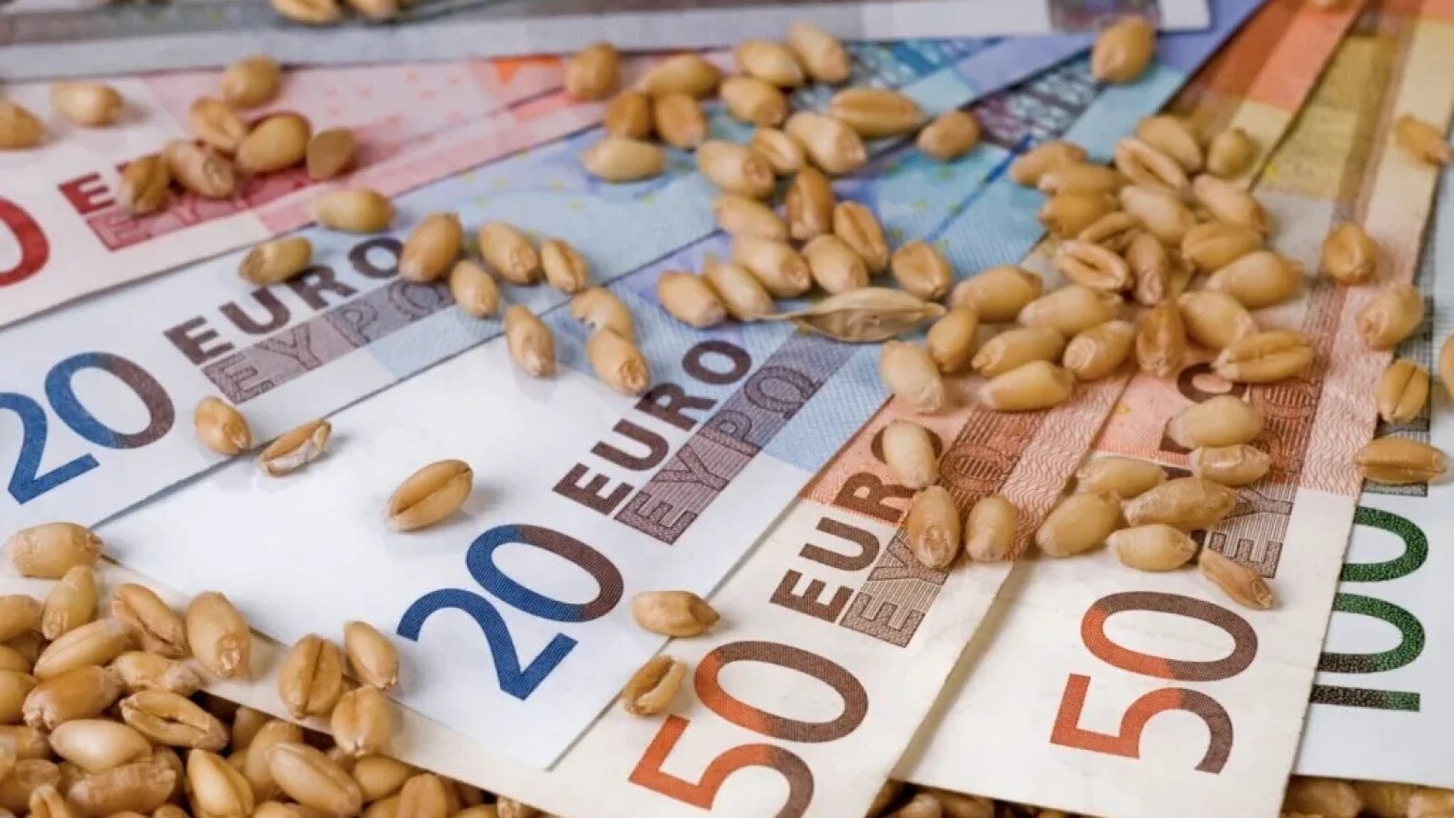 piata cerealelor la cote maxime graul si porumbul au urcat vertiginos