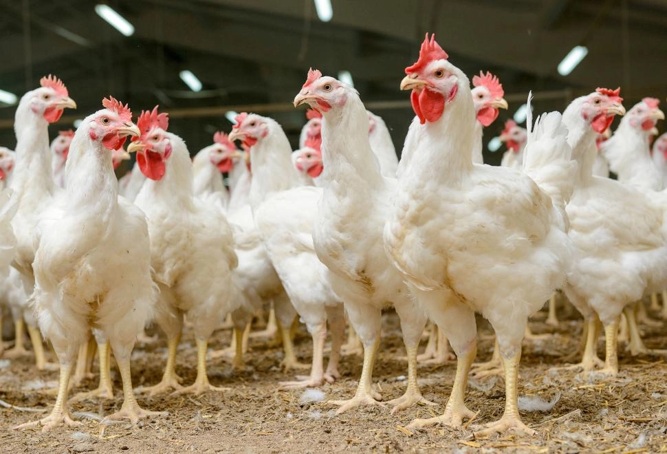 productia de carne in romania cresteri la porcine si pasari scaderi la bovine ovine si caprine in ianuarie 2026