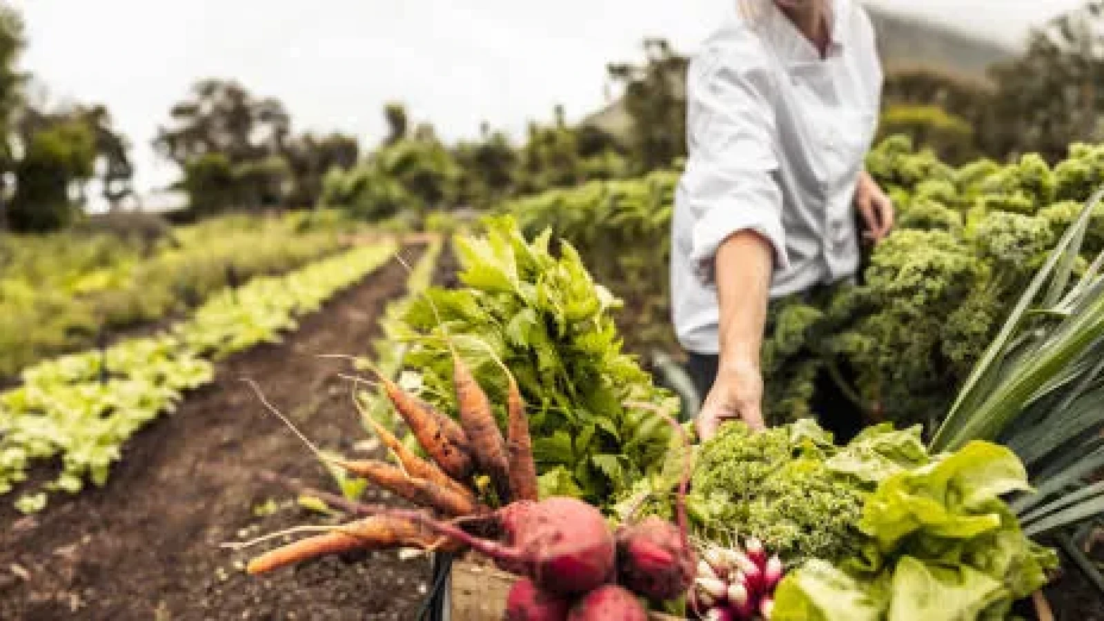 romania a inregistrat prima scadere a deficitului comercial la fructe si legume procesate dupa un deceniu